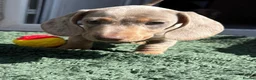 Miniature Dachshund dogs for sale: 3 Beautiful miniature dachshund  - Advert 8
