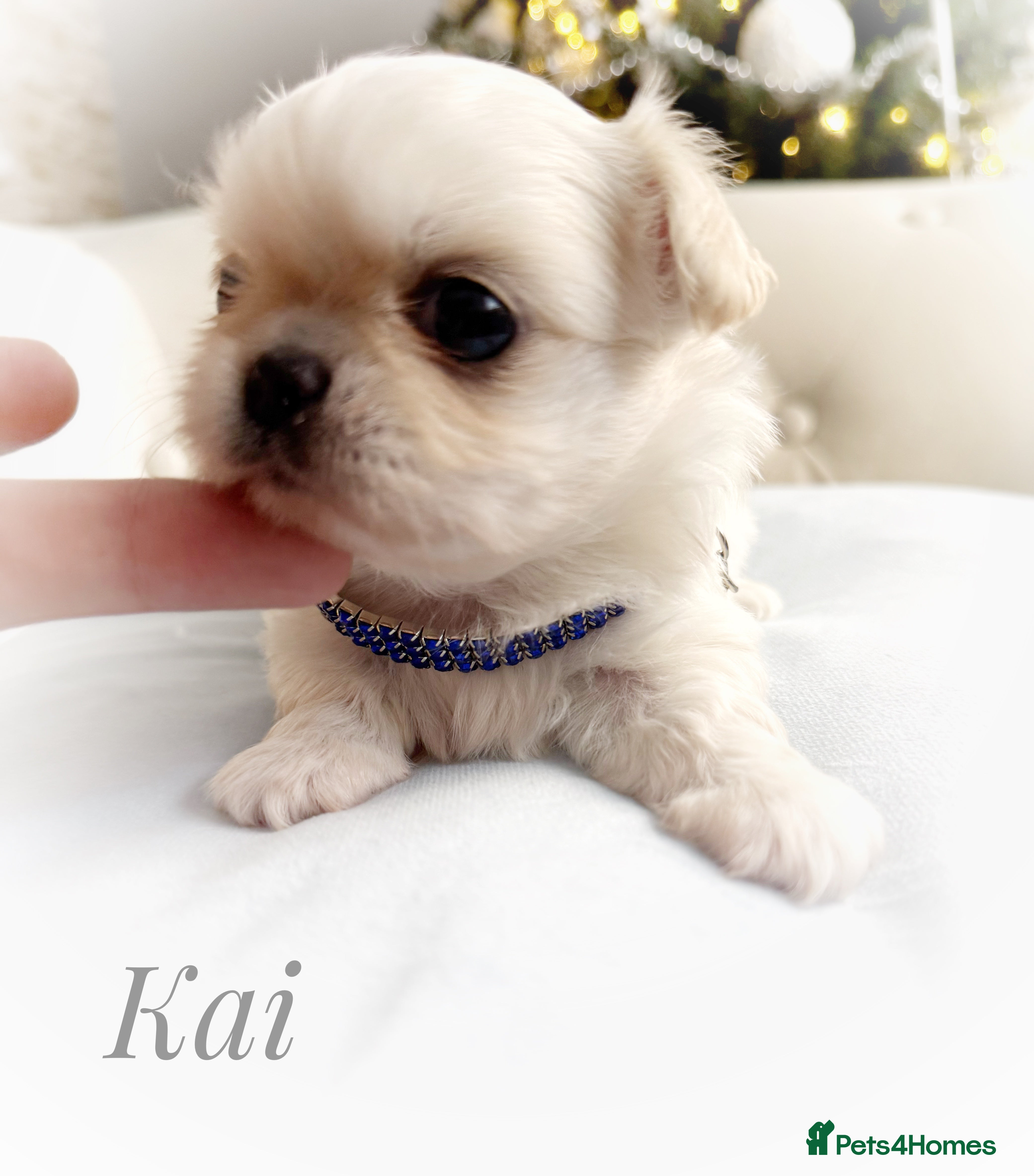 Chihuahua dogs KC long coat cream chihuahua puppies  - Advert 2