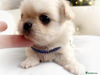 Chihuahua dogs KC long coat cream chihuahua puppies - Advert 2