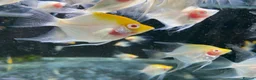 Angelfish fish for sale: Angelfish  - Advert 3