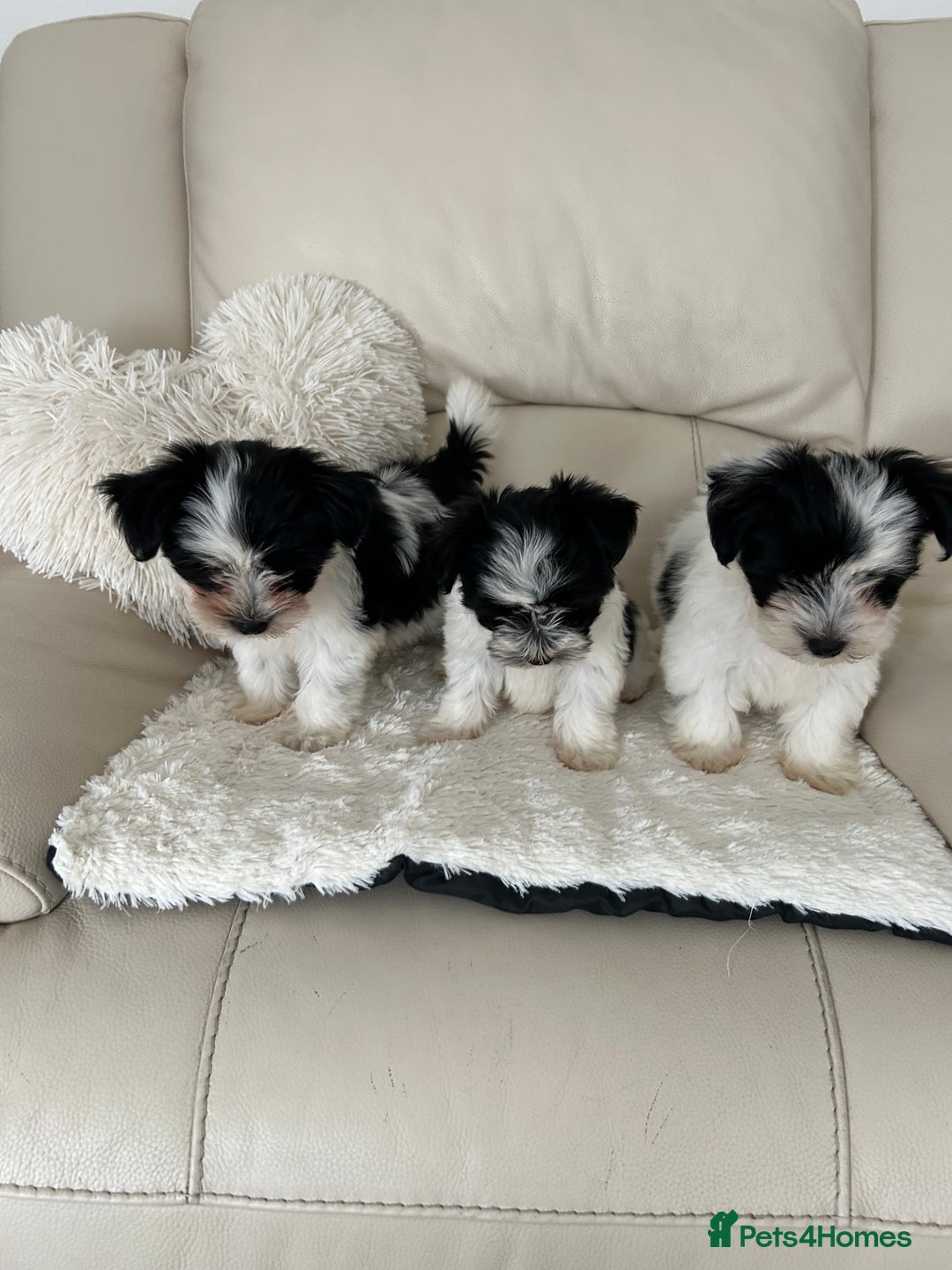 Biewer Terrier dogs for sale: ✨ Beautiful Biewer x Biro Terrier Puppies✨   - Image 17