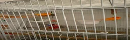 Canaries birds for sale: Pair of canaries red factor.  - Advert 2