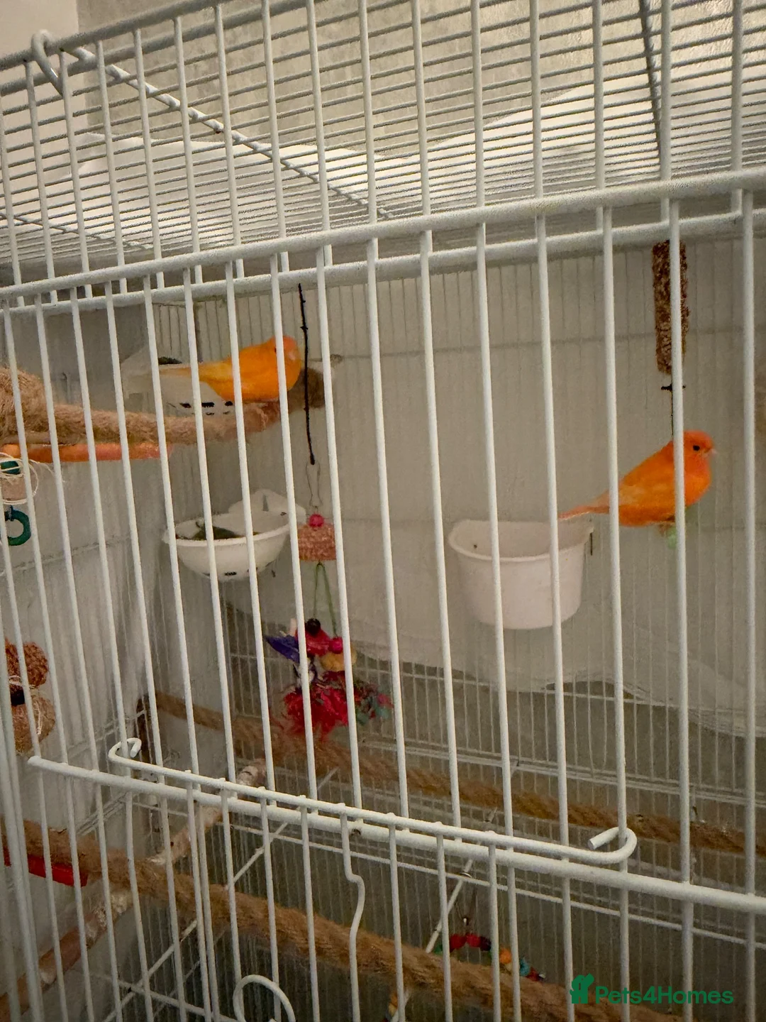 Canaries birds for sale: Pair of canaries red factor.  - Advert 2