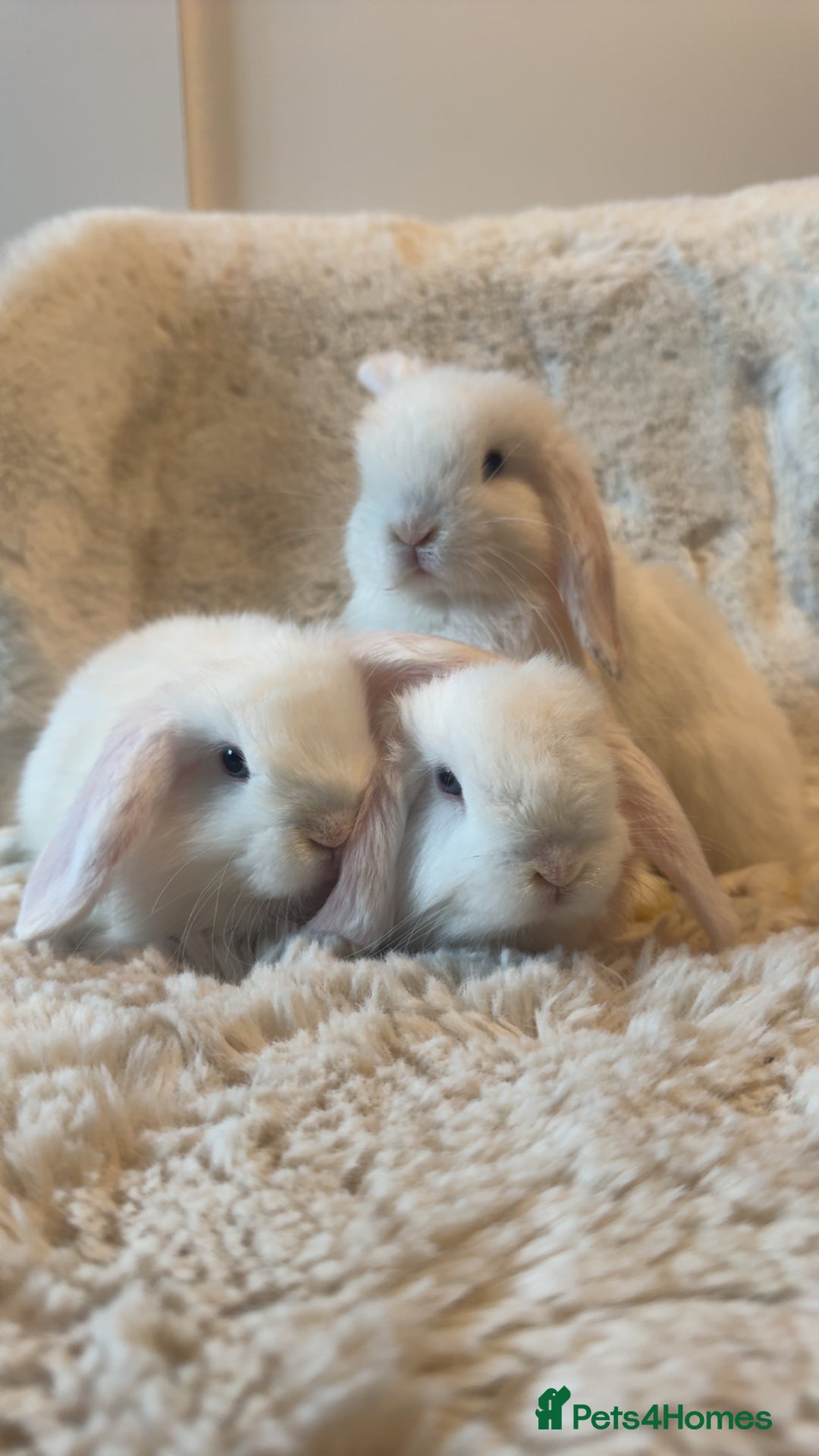 Mini Lop rabbits for sale: Mini lop kits for sale, SOME READY NOW - Advert 3