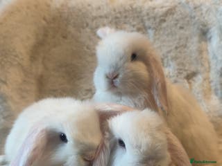 Mini Lop rabbits Mini lop kits for sale, 3 LEFT!! - Advert 11