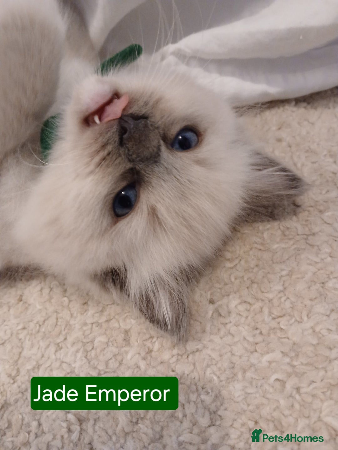 Ragdoll cats for sale: 6 Adorable 1/2 Pedigree Ragdoll Kittens 💗  - Advert 16