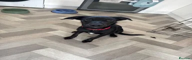 Labrador Retriever 2
