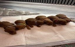 Cavapoo dogs for sale: F1b Cavapoo  - Image 9