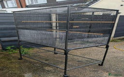 Ringnecks birds for sale: Ringnecks x2 Female's + Large cage - Image 7