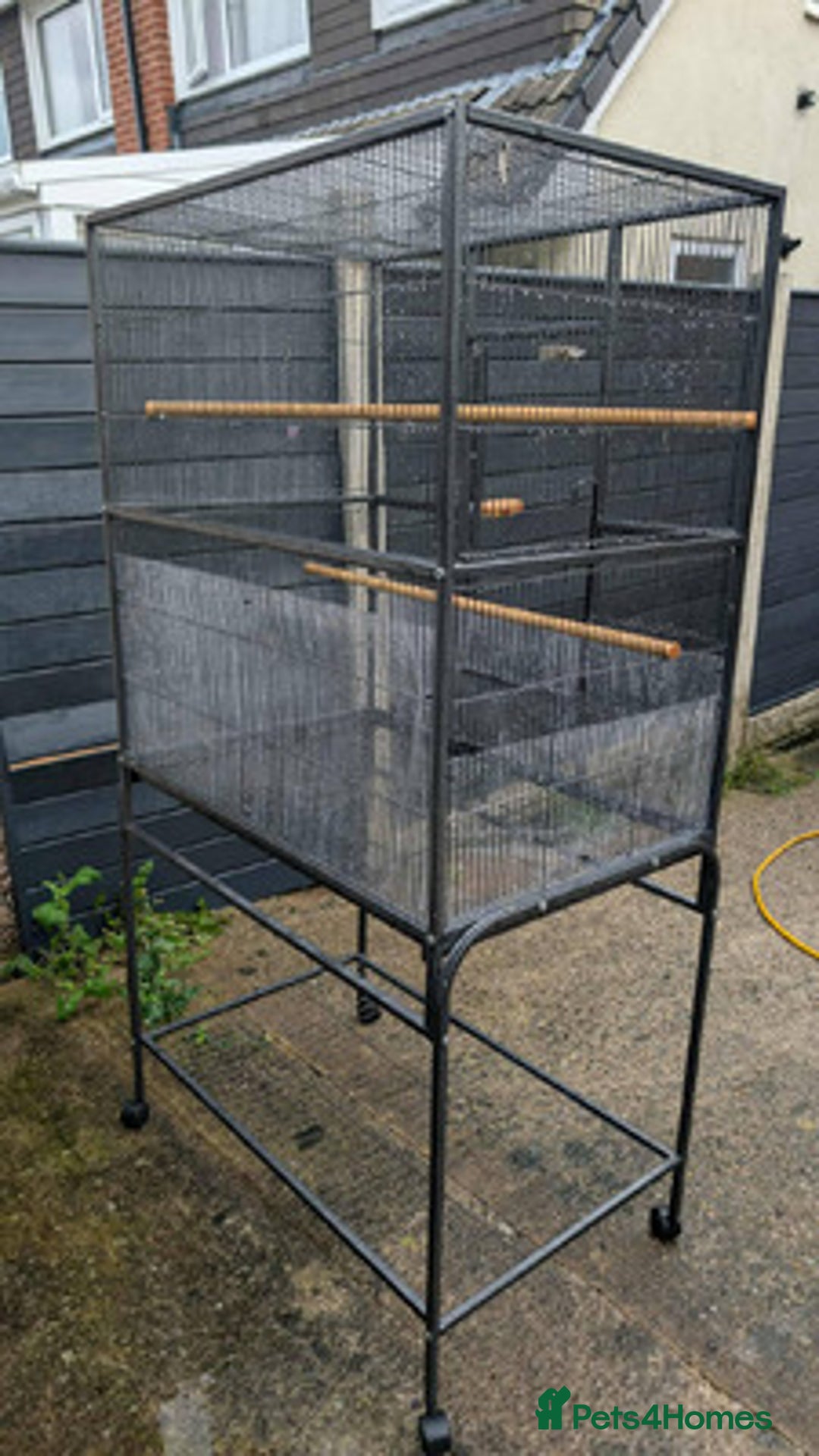 Ringnecks birds for sale: Ringnecks x2 Female's + Large cage - Image 7