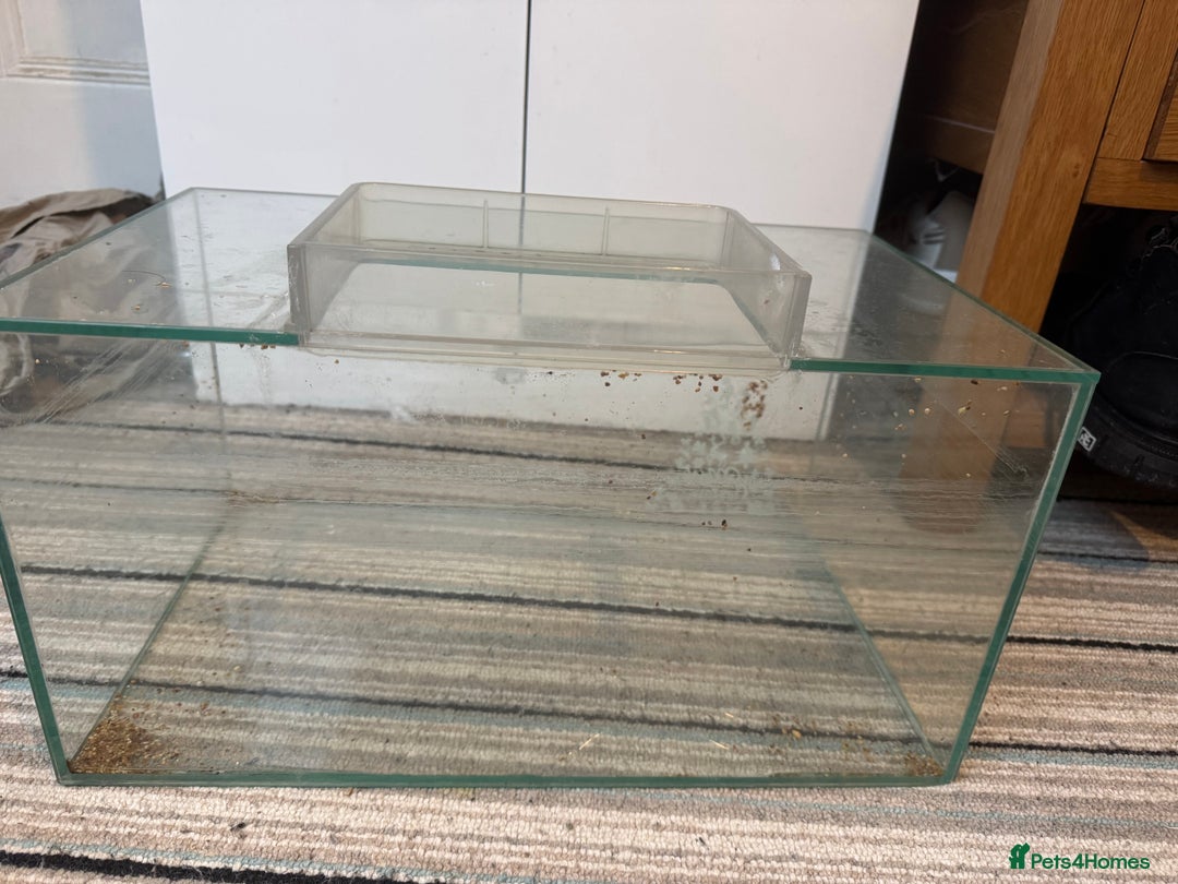 Turtle reptiles for sale: tuetles  - Advert 5