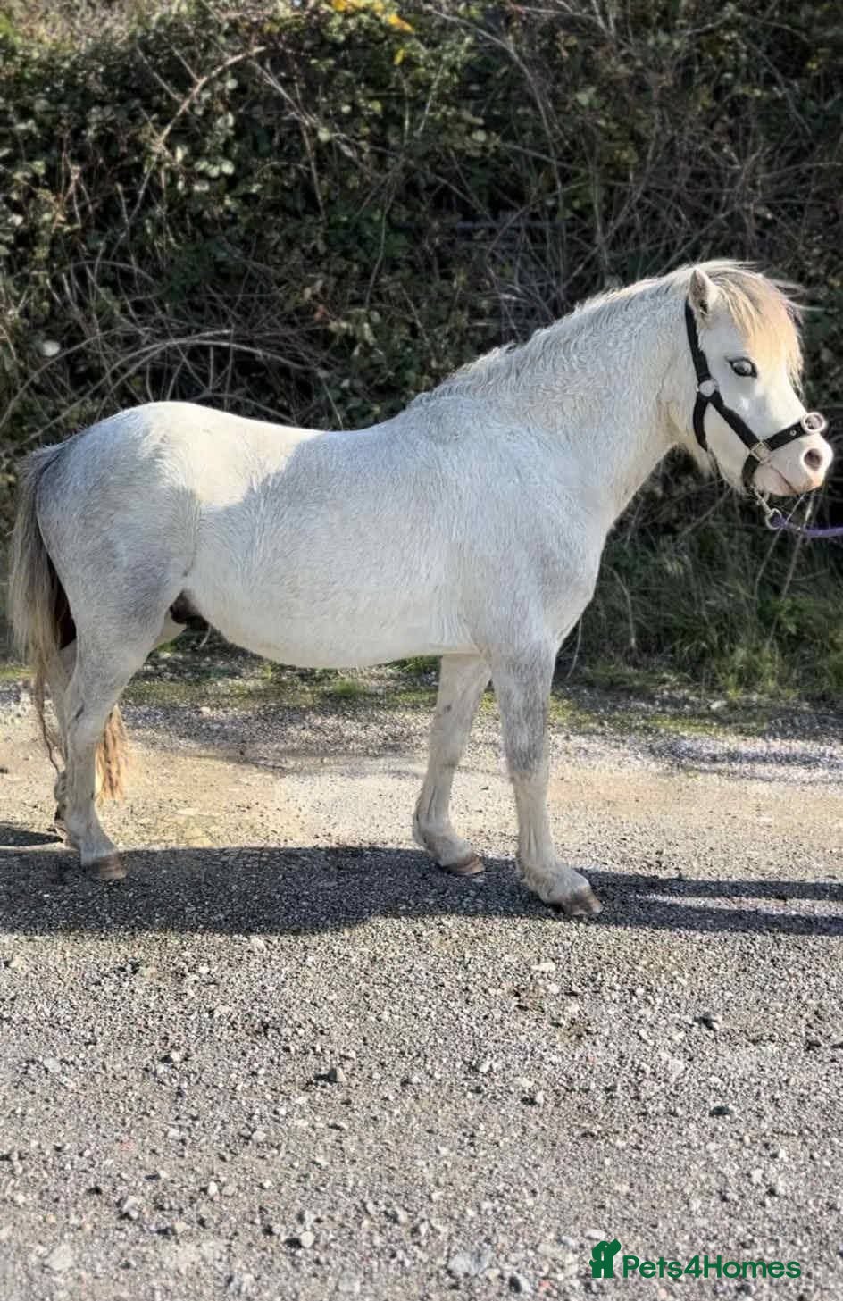 Welsh Section A horses Welsh section A pony  - Advert 7