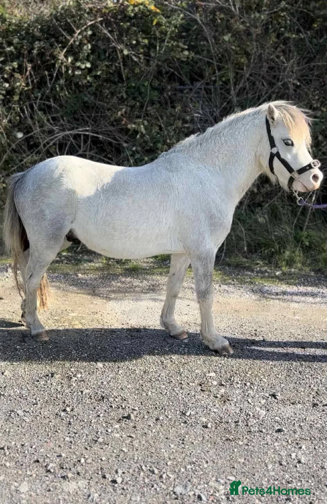 Welsh Section A horses for sale: Welsh section A pony  in Hartlepool - Advert 1