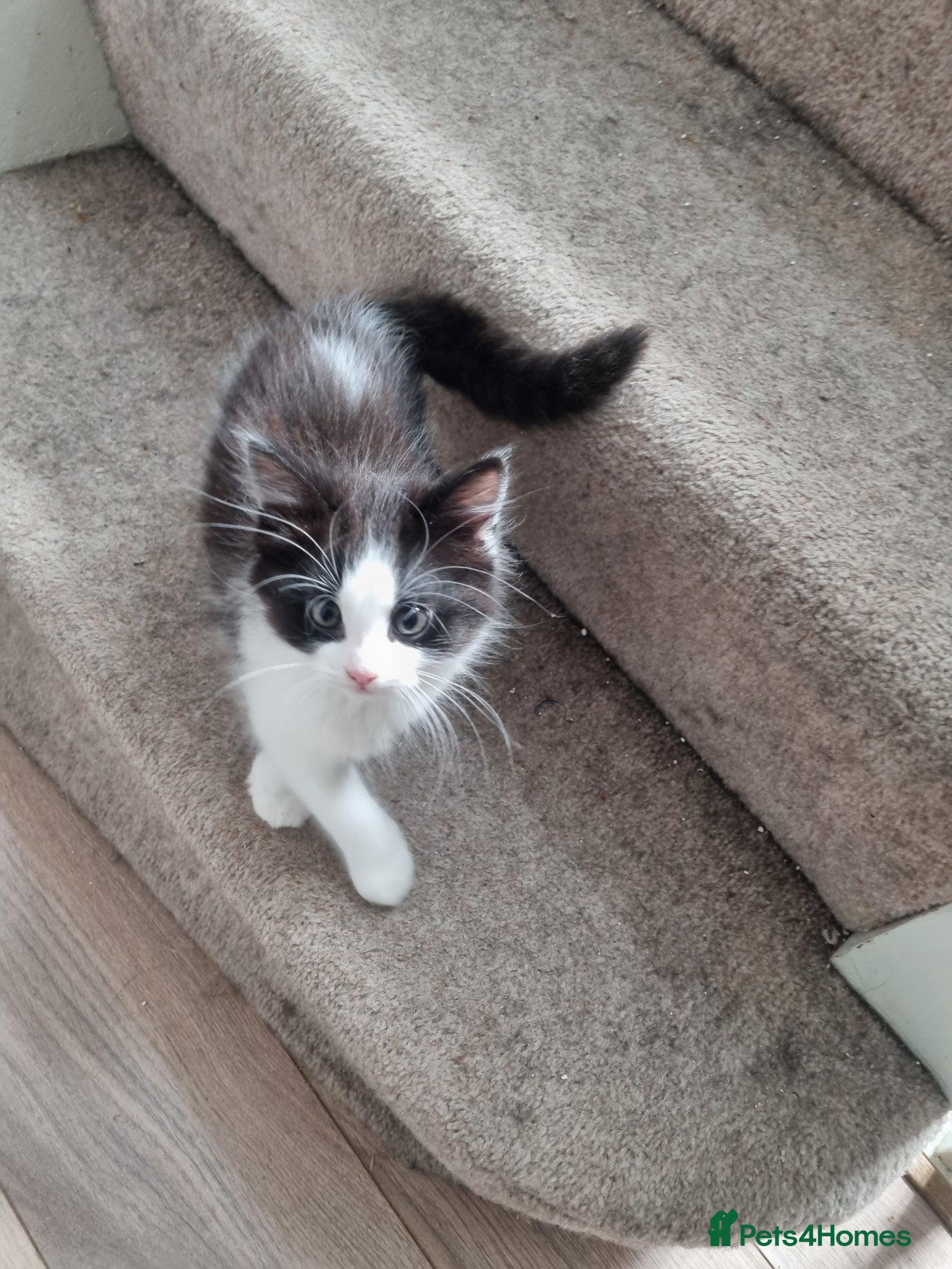 Mixed Breed cats Beautiful 😍 kittens ready to leave £50 - Advert 1