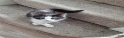 Mixed Breed cats for sale: Beautiful 😍 kittens ready to leave £50 in Wembley - Advert 1