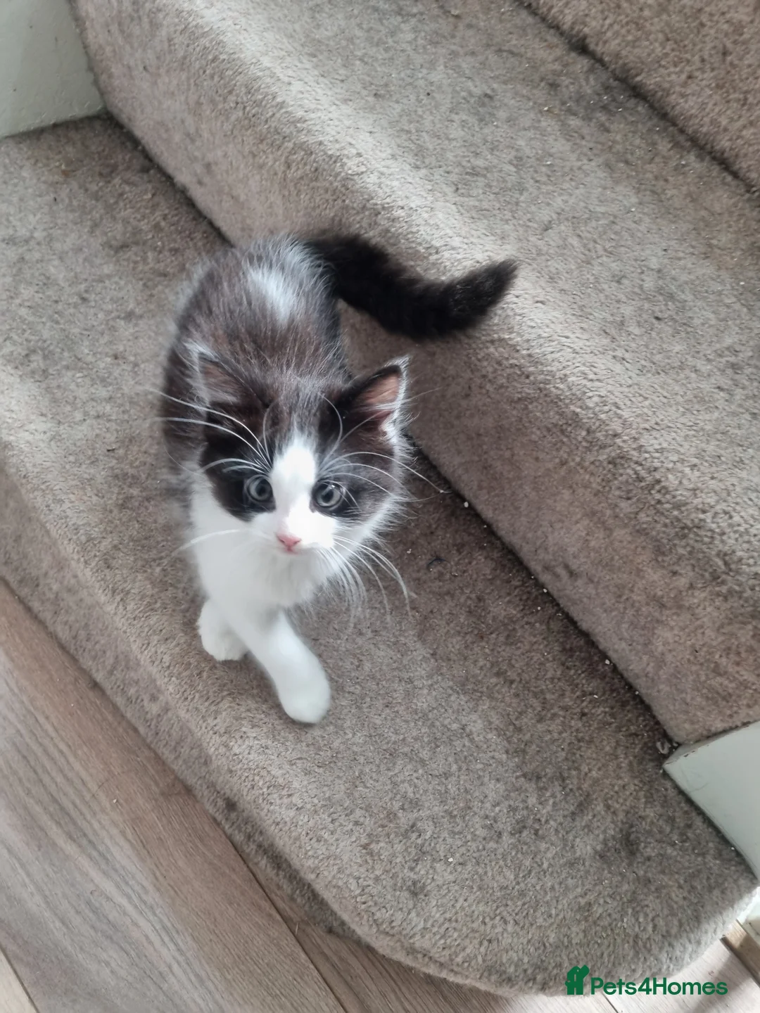Mixed Breed cats for sale: Beautiful 😍 kittens ready to leave £50 in Wembley - Advert 1