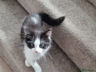 Mixed Breed cats Beautiful 😍 kittens ready to leave £50 - Advert 1