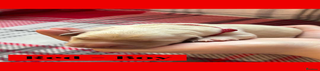 Goldador Puppy 10
