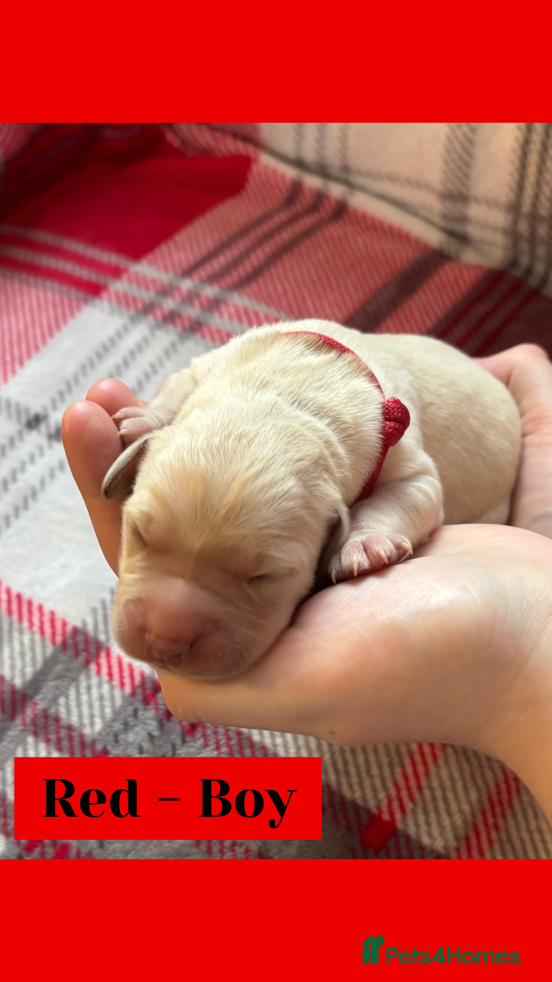 Goldador dogs for sale: Goldador puppies - Image 3