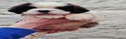 Saint Bernard dogs for sale: Show Quality Saint Bernard's  - Advert 9