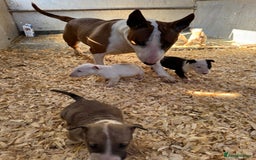 English Bull Terrier dogs for sale: 5* Stunning English Bull Terrier Pups  - Image 15