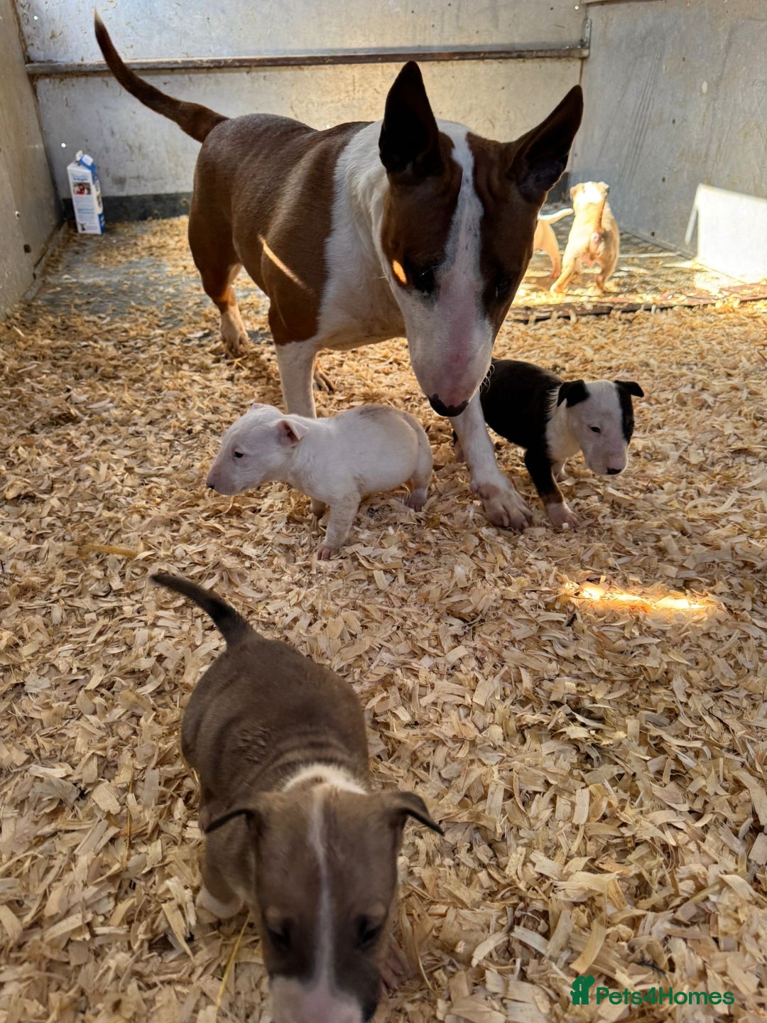 English Bull Terrier dogs for sale: 5* Stunning English Bull Terrier Pups  - Image 15