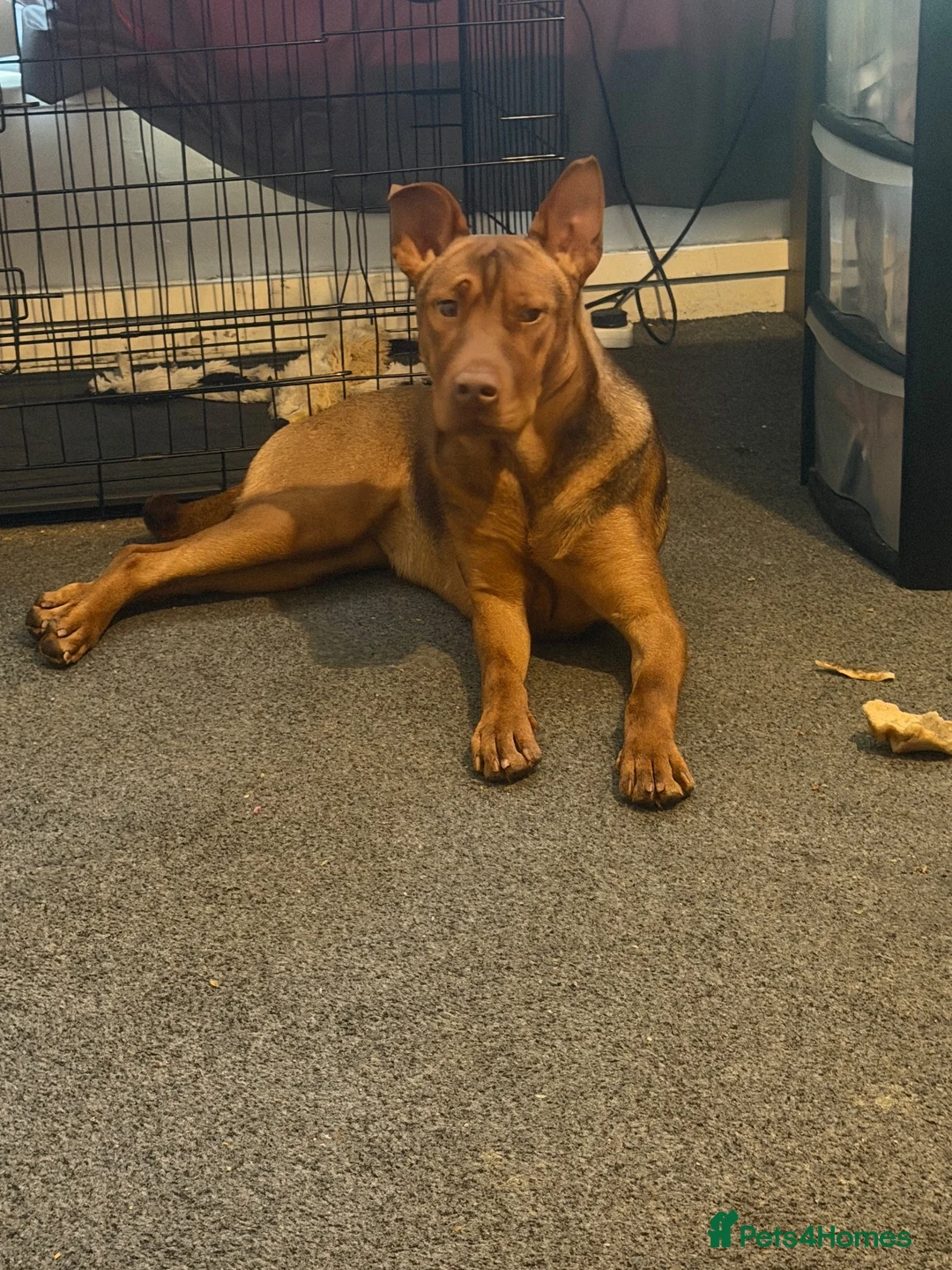 Mixed Breed dogs for sale: Winnie 9 months old  - Advert 2