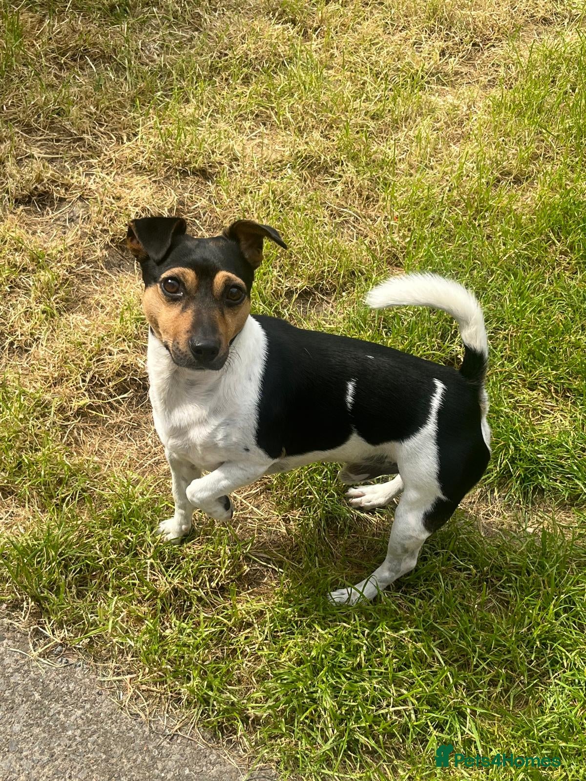 Jack Russell dogs Traditional smooth coated Tri colour jack Russell  - Advert 1