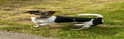 Jack Russell dogs for stud: Traditional smooth coated Tri colour jack Russell  - Advert 1