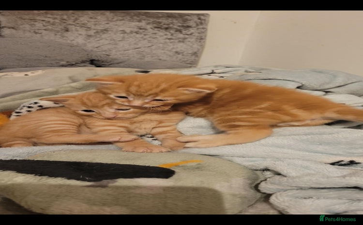 Domestic Shorthair cats - Advert 1