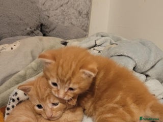 Domestic Shorthair cats - Advert 1