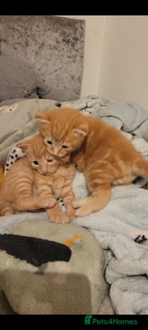 Domestic Shorthair cats - Advert 1