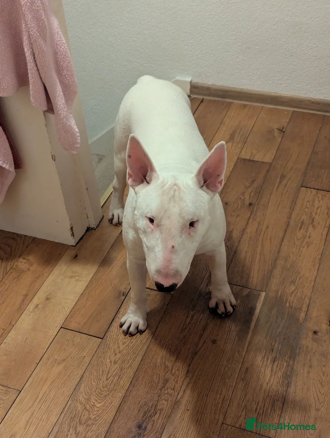 English Bull Terrier dogs for stud: Fully White English Bullterier in Redditch - Advert 6