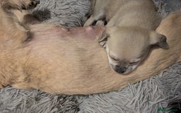 Chipoo dogs for sale: Health tested, non shed chipoos - Image 12