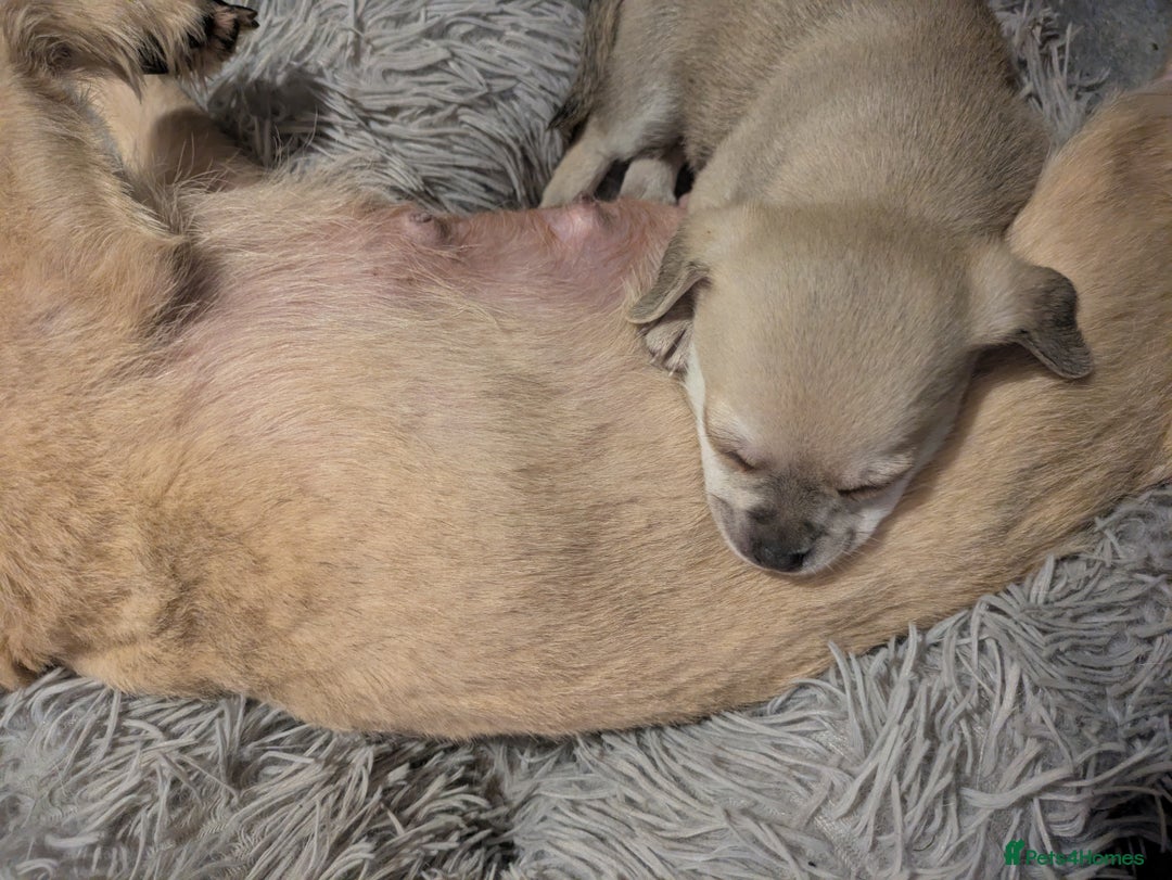 Chipoo dogs for sale: Health tested, non shed chipoos - Image 12