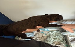 Staffordshire Bull Terrier dogs for sale: Staffordshire terrier  - Image 6
