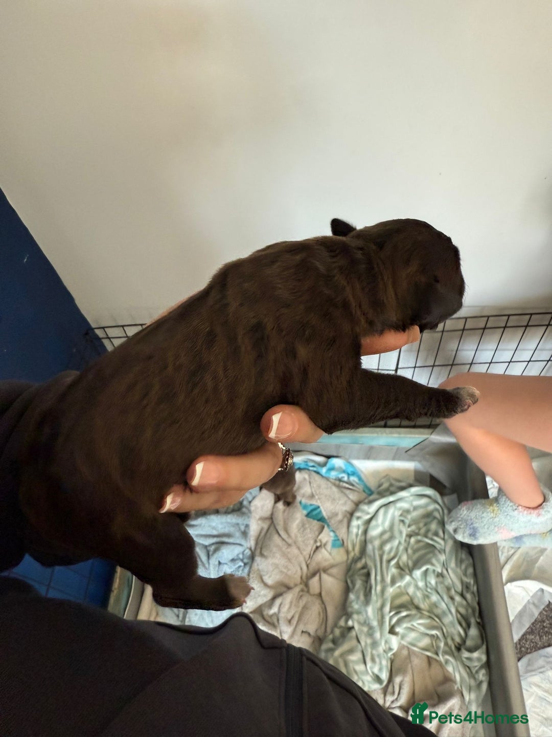 Staffordshire Bull Terrier dogs for sale: Staffordshire terrier  - Image 6