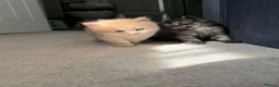 Siberian cats for sale: 4 Stunning Siberian X Norwegian Forest Kittens🐾   in Fareham - Advert 6