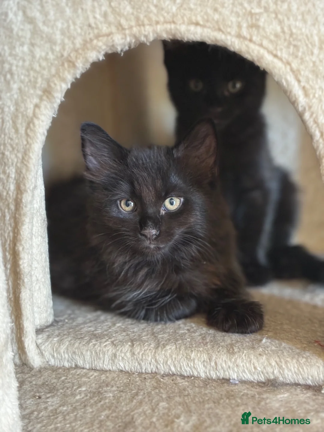 Mixed Breed cats for sale: 3 beautiful kittens for sale  - Advert 2