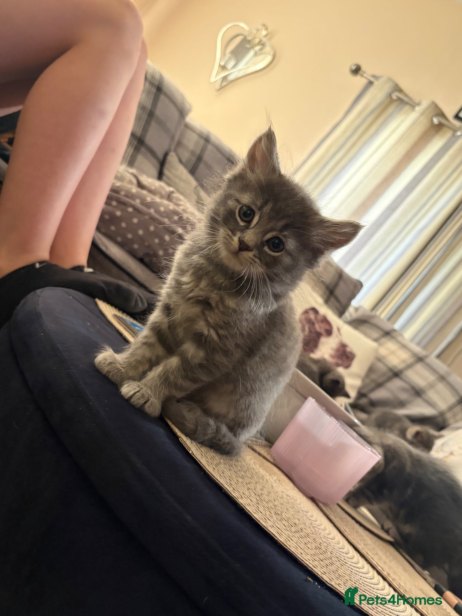 Mixed Breed cats Kittens Grey Females - Advert 9