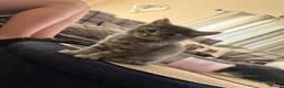 Mixed Breed cats for sale: Kittens Grey Females in Darlington - Advert 1