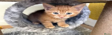 Kitten 3
