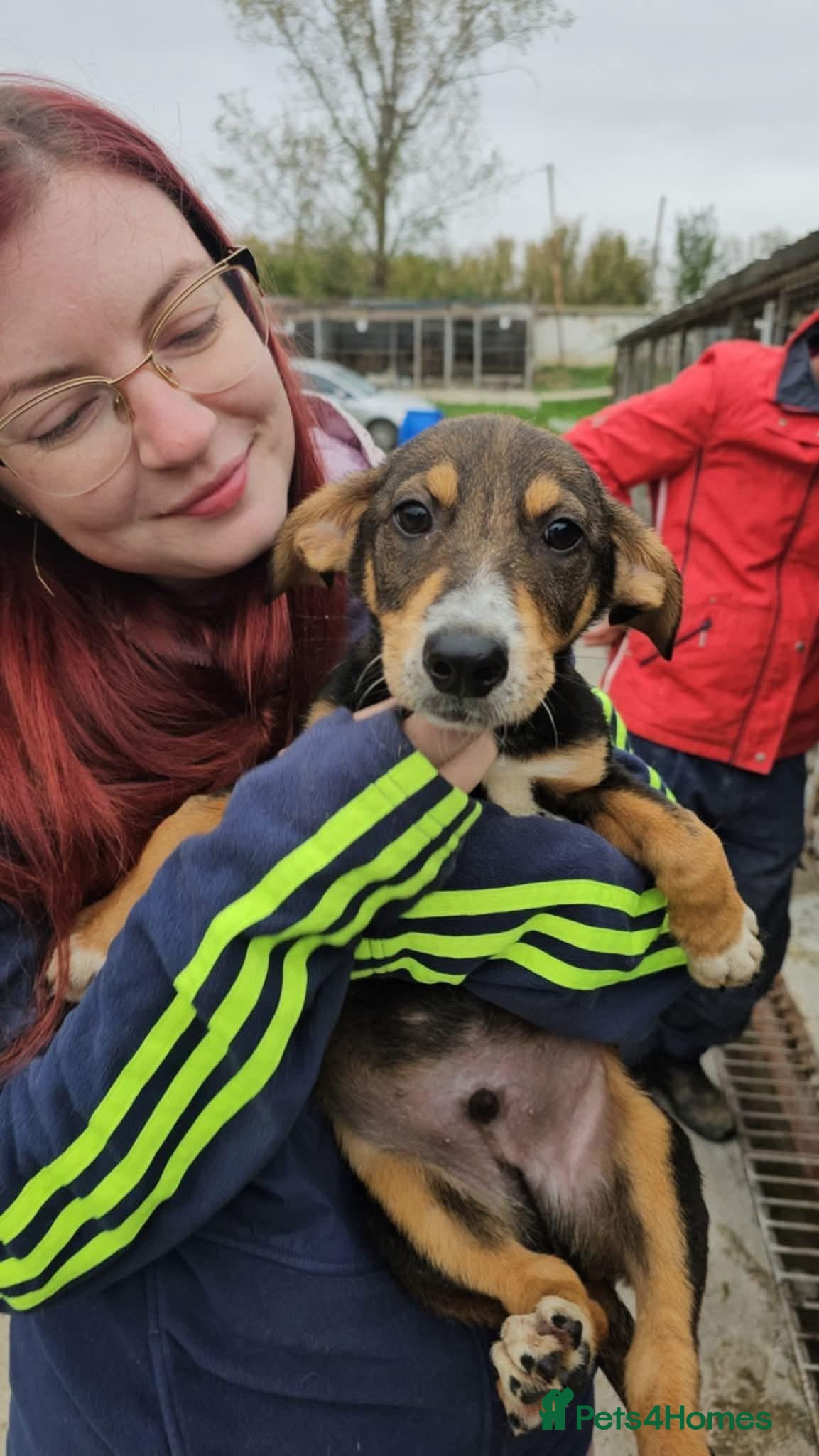 Mixed Breed dogs Harvey - north Walsham Norfolk  - Advert 1