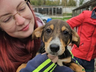 Mixed Breed dogs Harvey - north Walsham Norfolk - Advert 2