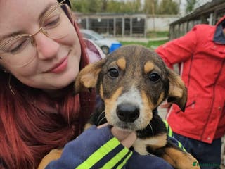 Mixed Breed dogs Harvey - north Walsham Norfolk - Advert 24