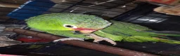 Parrots birds for sale: Amazon talking red head parrot  - Advert 7