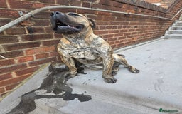 Presa Canario dogs for sale: Presa Canario Male  - Image 6