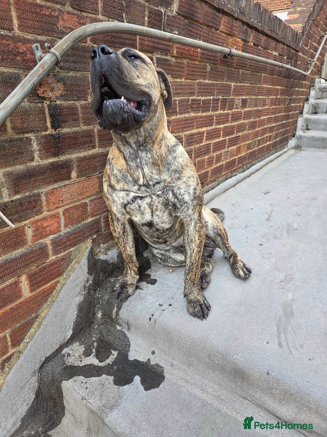 Presa Canario dogs for sale: Presa Canario Male  - Image 6