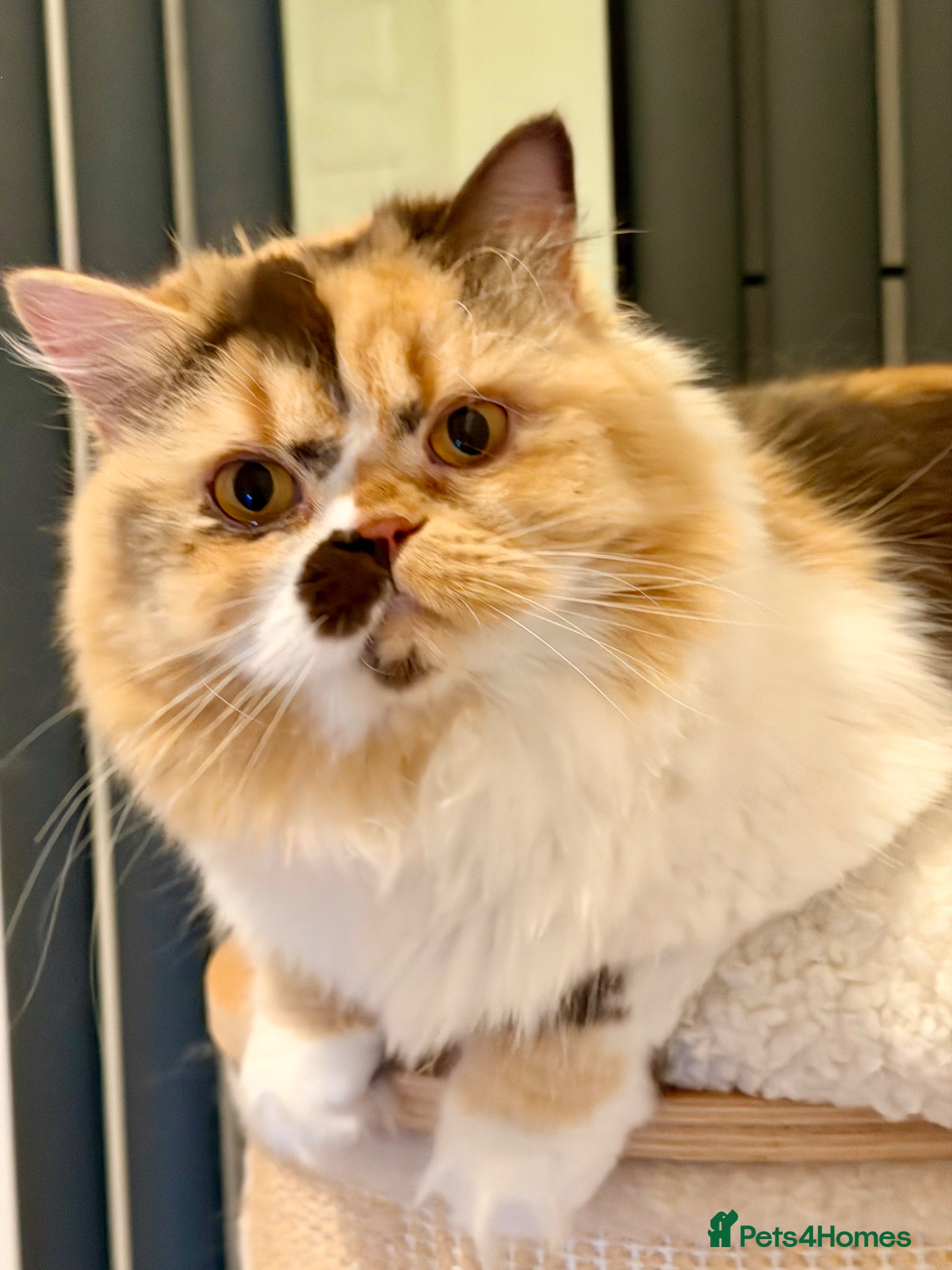 British Longhair cats Adult British Longhair TICA registered  - Advert 3