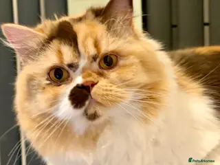 British Longhair cats Adult British Longhair TICA registered - Advert 15